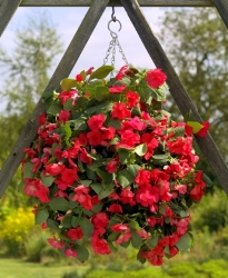Making the perfect Hanging Basket