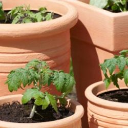 Growing Crops in Pots