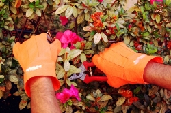 Pruning Flowers