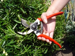 Pruning Shrubs
