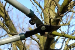 Pruning Trees
