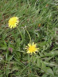 Dealing with Weeds