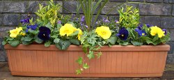 Design a Window Box